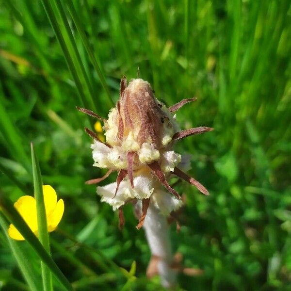 Orobanche picridis Λουλούδι