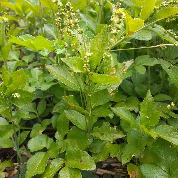 Mercurialis perennis Blüte