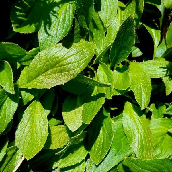 Doronicum clusii Leaf