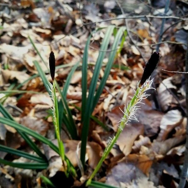 Carex pilosa Λουλούδι