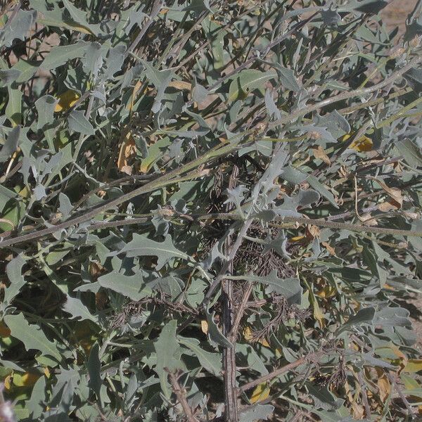 Nerisyrenia camporum (Bicolor fanmustard)
