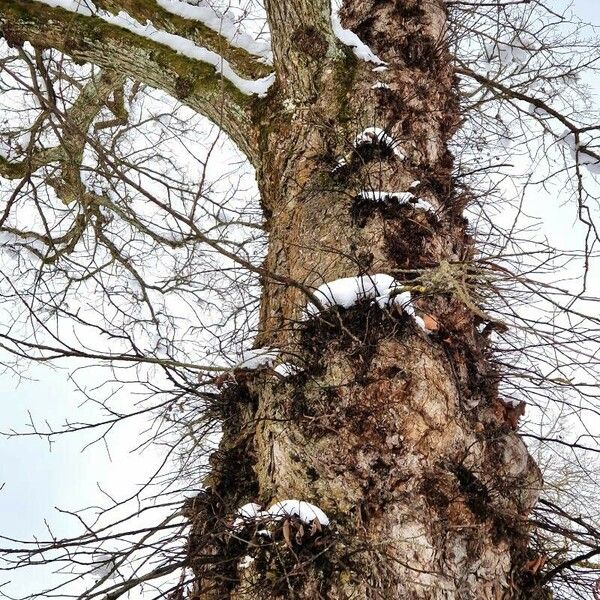 Ulmus laevis عادت داشتن