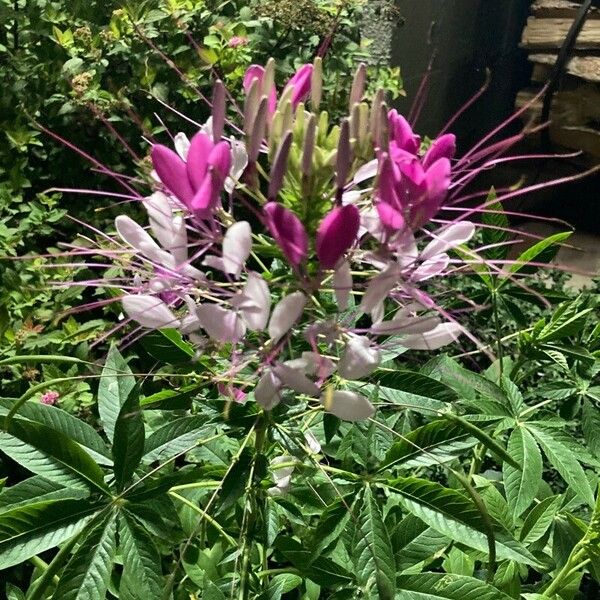 Cleome spinosa Floare