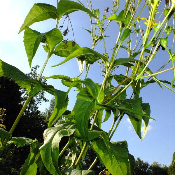 Silphium perfoliatum Blad