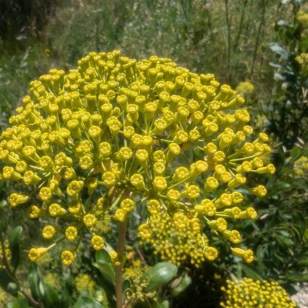 Bupleurum fruticosum Virág