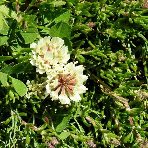 Trifolium occidentale Flower