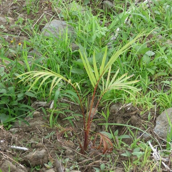 Acanthophoenix rubra Habit