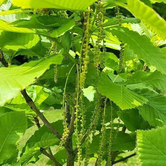 Quercus pontica Flower