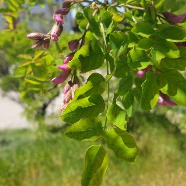 Robinia hispida List