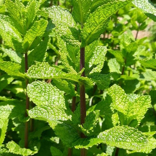 Mentha × rotundifolia ശീലം