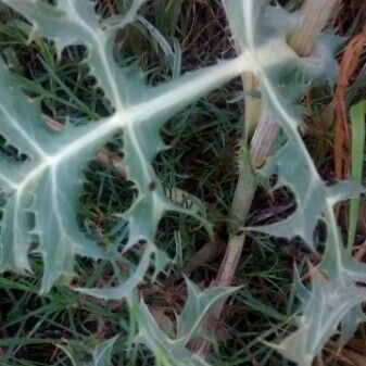 Eryngium campestre Ліст