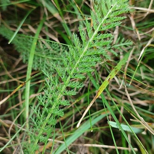 Achillea × roseoalba 葉