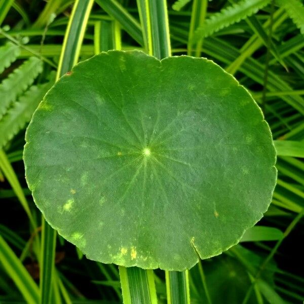 Hydrocotyle verticillata Лист