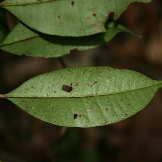 Myrcia decorticans Leaf