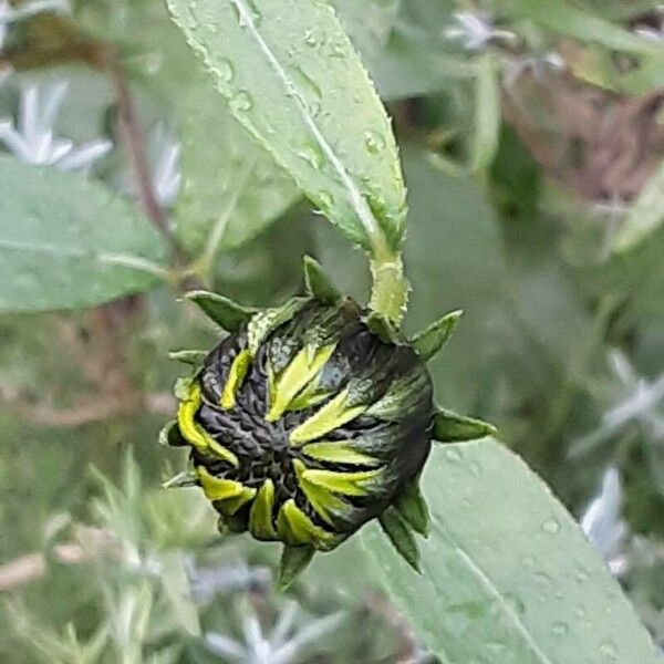 Helianthus × laetiflorus 花