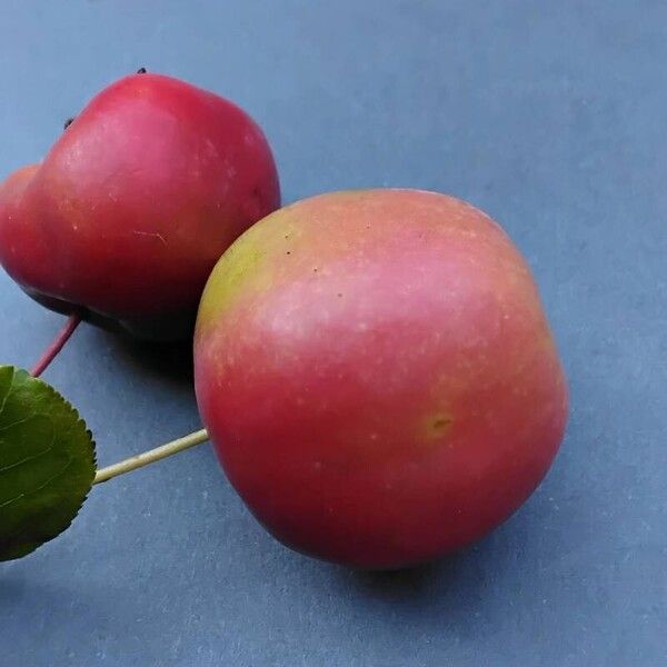 Malus baccata Frukto