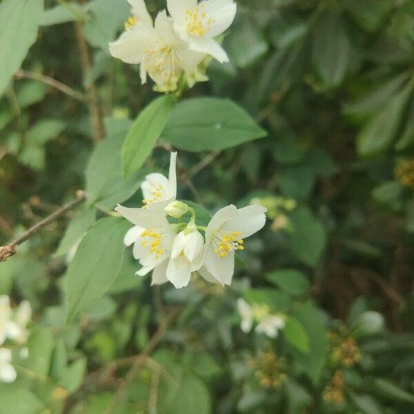 Philadelphus lewisii Folha