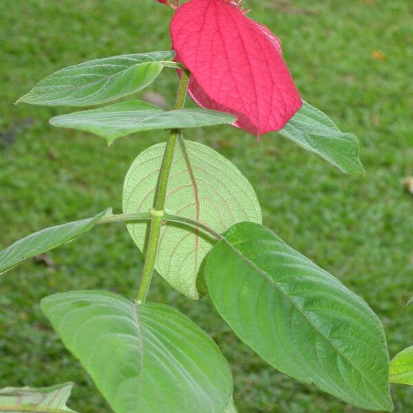 Mussaenda erythrophylla Habit