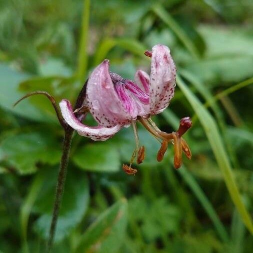 Lilium martagon Цветок