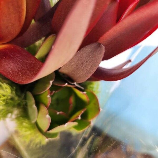 Leucadendron salignum Flower