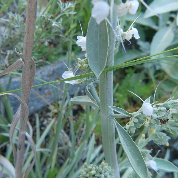 Salvia apiana چھال