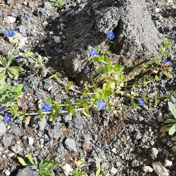 Lysimachia foemina عادت