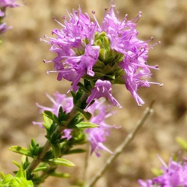 Thymbra capitata Цвят