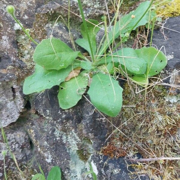 Hypochaeris achyrophorus Leaf