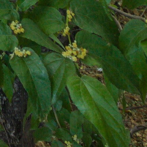 Guazuma ulmifolia Kukka