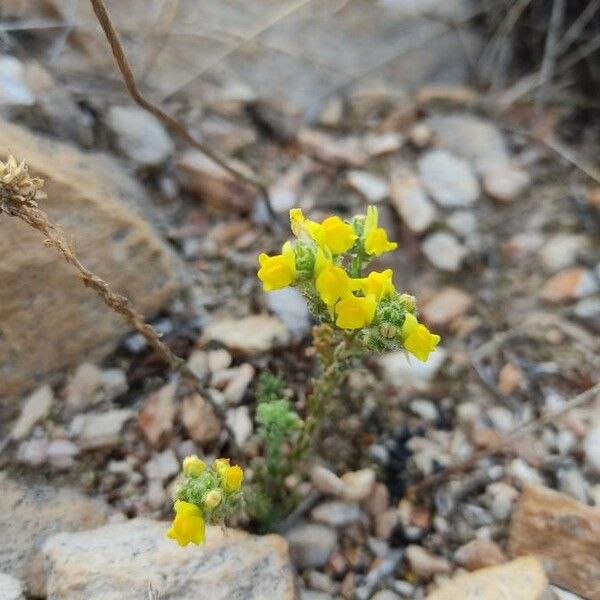 Linaria arenaria Flower