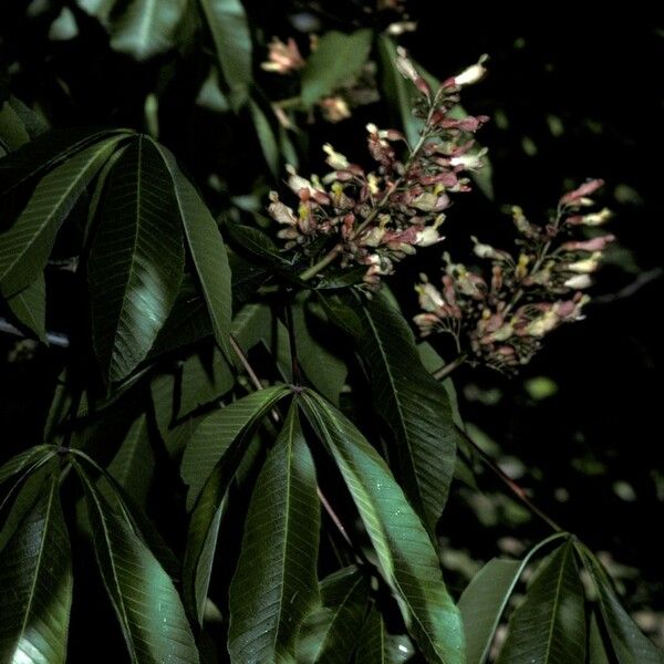 Aesculus pavia Flor