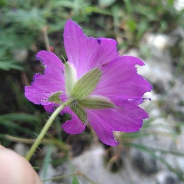 Geranium sanguineum 花