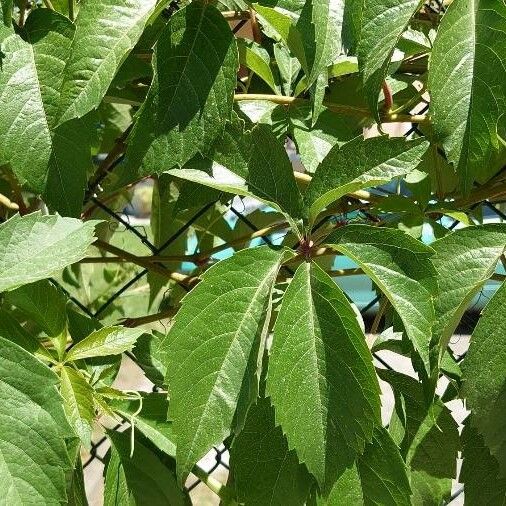 Parthenocissus inserta Leaf