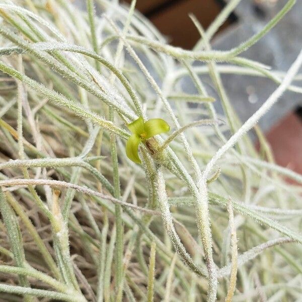 Tillandsia usneoides Çiçek