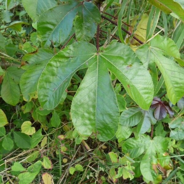 Jatropha gossypiifolia Leaf