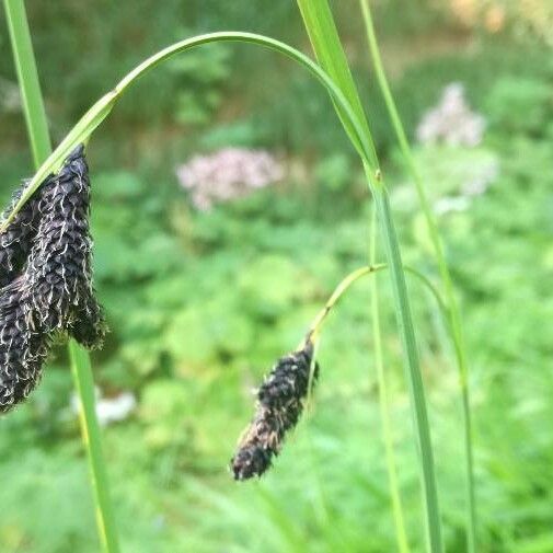 Carex atrofusca Flower