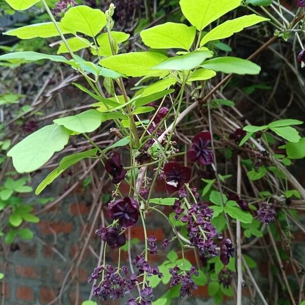 Akebia quinata Žiedas