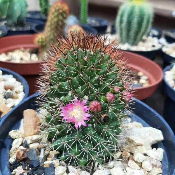 Mammillaria backebergiana Цвят