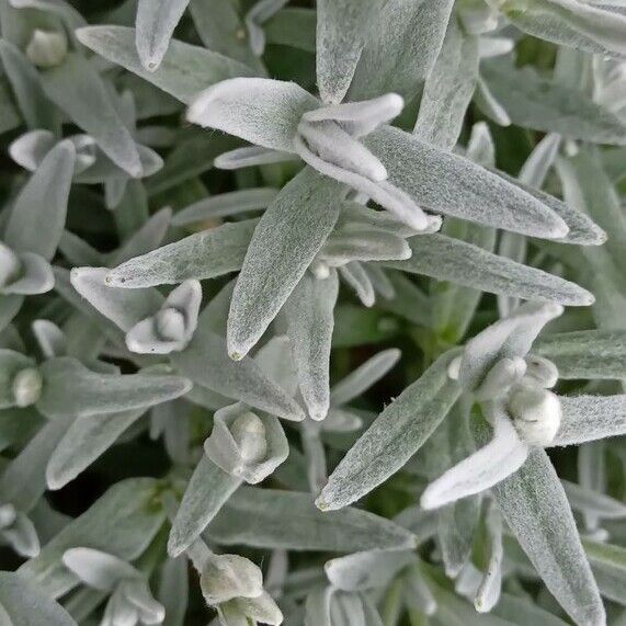 Cerastium tomentosum Листок