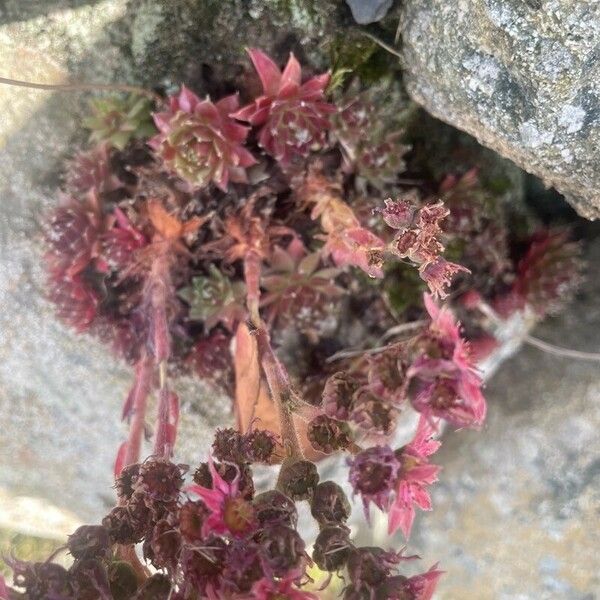 Sedum anglicum Õis