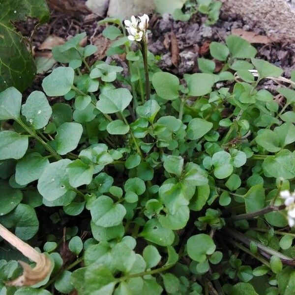 Cardamine hirsuta Plante entière