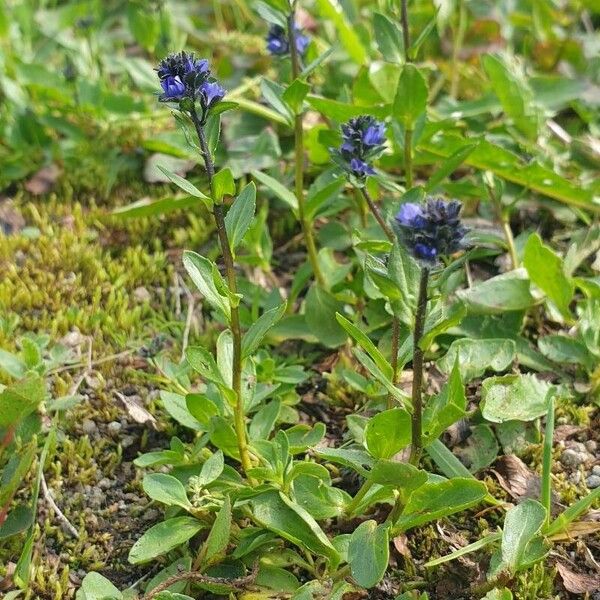 Veronica alpina Flower