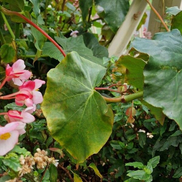 Begonia minor Fulla