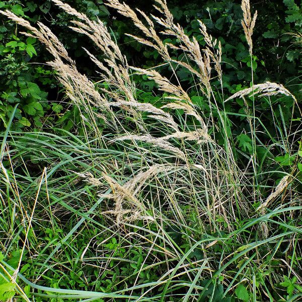 Calamagrostis epigejos 整株植物