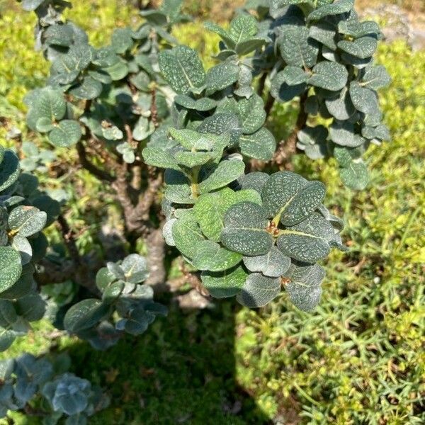 Salix lanata برگ