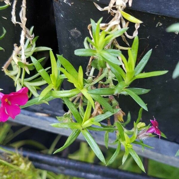 Phlox subulata 叶