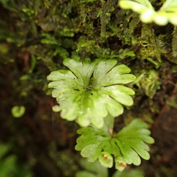 Hymenophyllum sibthorpioides Лист