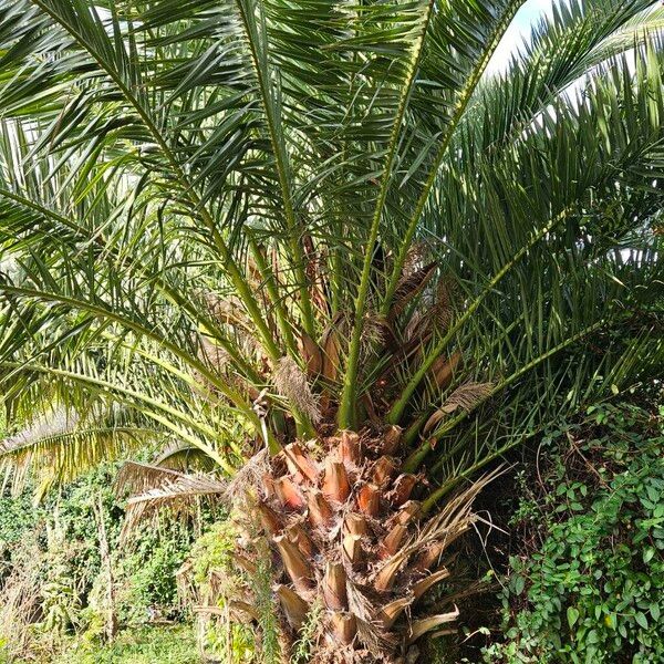 Phoenix canariensis Buveinė