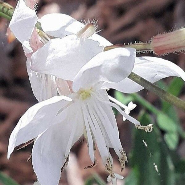 Oenothera lindheimeri Bloem