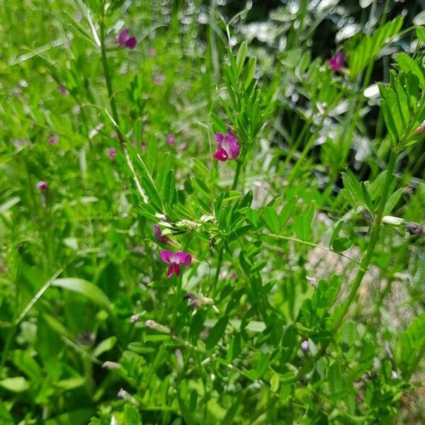 Vicia sativa Агульны выгляд